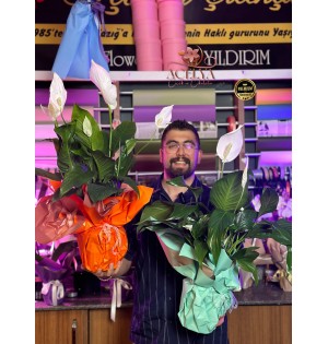 Barış Çiçeği 